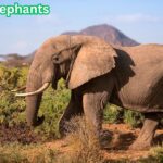 African elephants