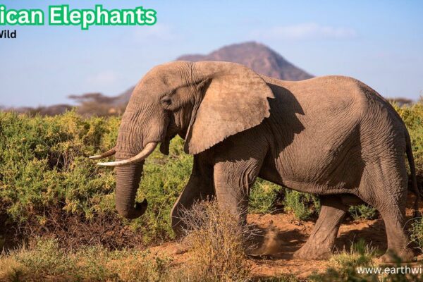 African elephants