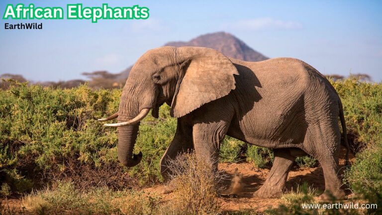 African elephants