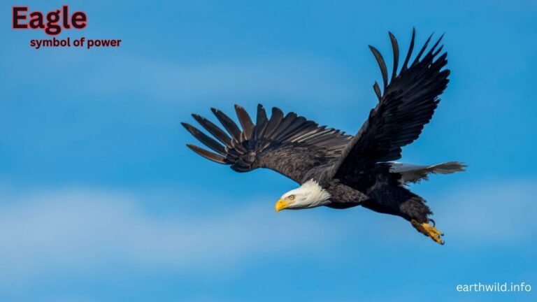 Eagle: Symbol of Strength and Freedom