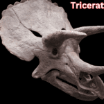 Triceratops Skull