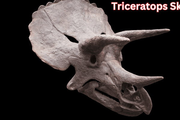 Triceratops Skull