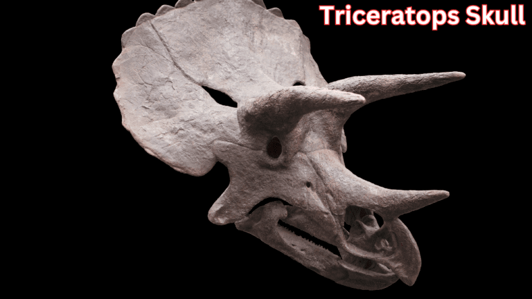 Triceratops Skull