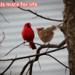 do cardinals mate for life