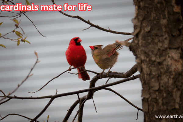 do cardinals mate for life