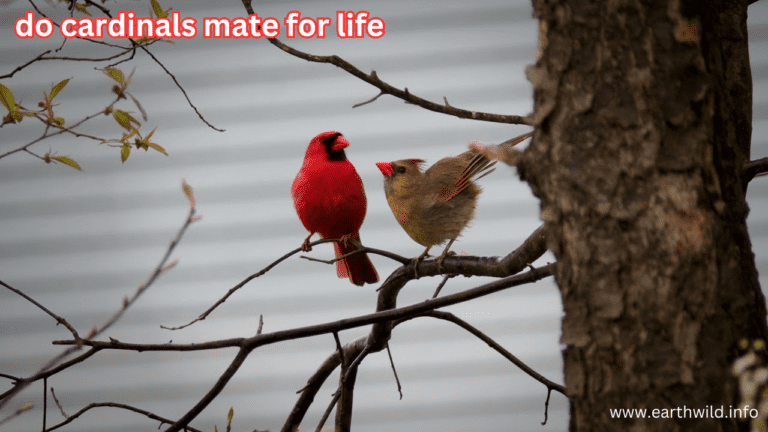 do cardinals mate for life