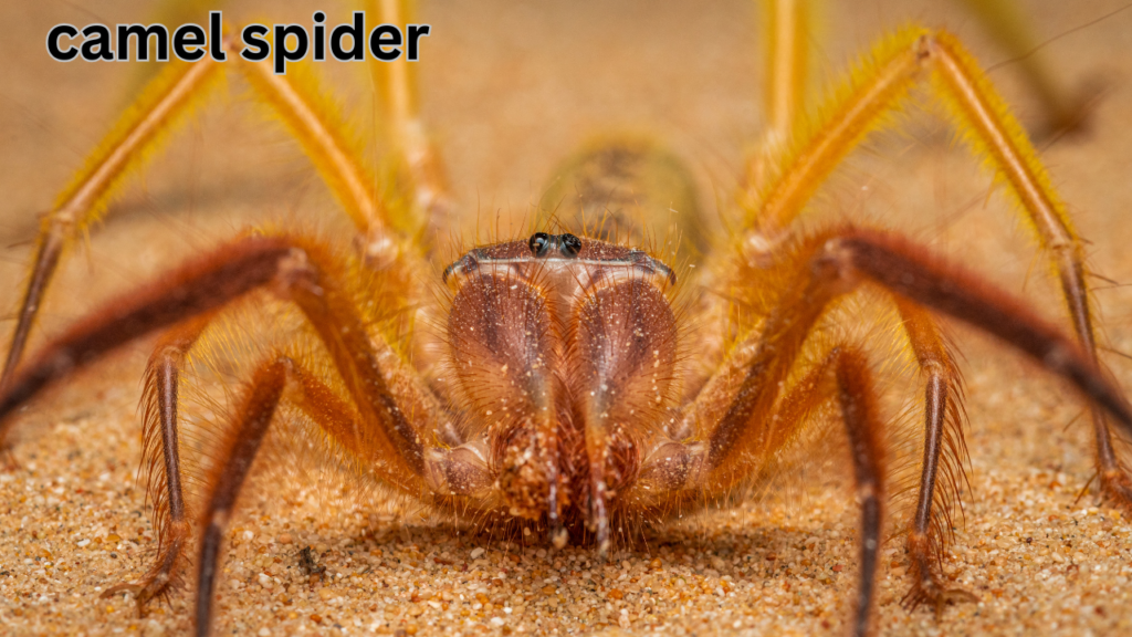 camel spider