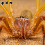 camel spider