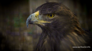 Majestic Accipitridae raptor perched on tree branch hunting