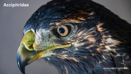 Accipitridae bird of prey soaring with wings spread against blue sky