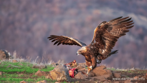Golden Eagle perched on a cliff with sharp eyes and broad wings, representing power and wilderness.