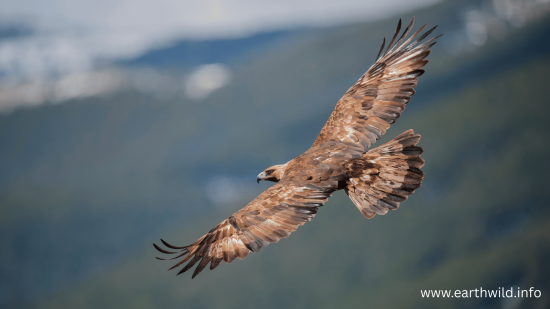 Golden Eagle soaring high with powerful wings, symbol of strength and freedom in the wild.