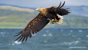 White-tailed sea eagle hunting fish in clear blue water