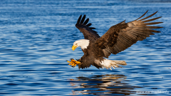 Female Bald Eagle sitting on nest with wings spread