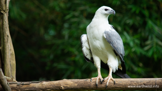 Sea eagle soaring over the ocean with wings spread wide