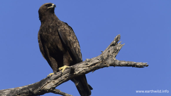 True eagle soaring with wings spread against blue sky
