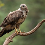 Red-tailed Buteo hawk perched on branch scanning for prey in open grassland