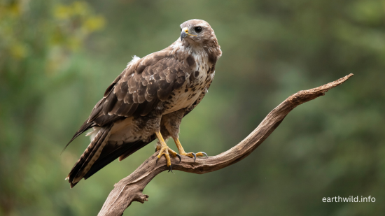 Red-tailed Buteo hawk perched on branch scanning for prey in open grassland