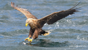 Close-up of white-tailed eagle head showing powerful yellow bill and pale feathers