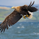 White-tailed eagle in flight showing distinctive