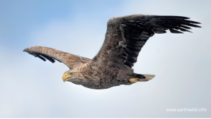White-tailed eagle catching fish from water surface with extended talons