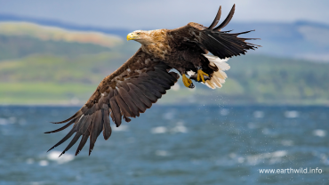 White-tailed eagle in flight showing distinctive